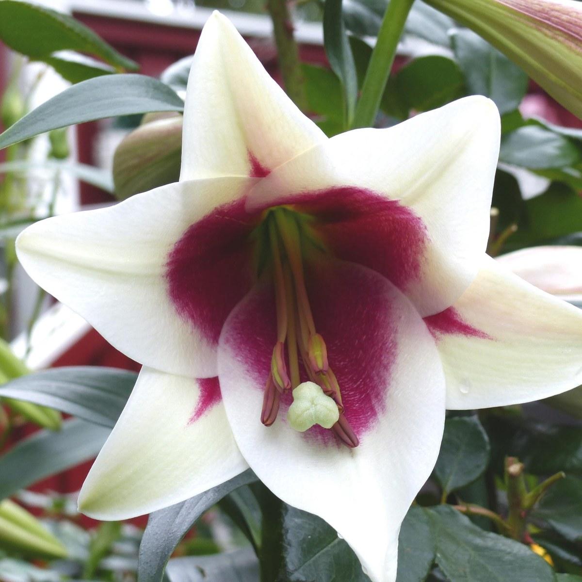 Tree Lilies | Leo Berbee